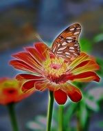 brown butterfly on bright zinnia as an illustration