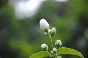 white tree buds