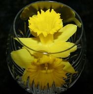 daffodil jonquil in vase