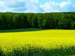 magnificent field of rapeseeds