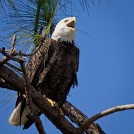 Picture of the bald eagle bird