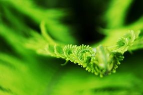 male fern new leaf