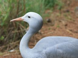 wonderful blue crane bird