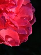 blooming pink rose on a black background