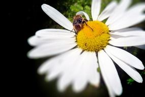 bee on a beautiful daisy