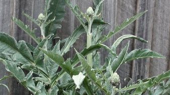 artichoke variety