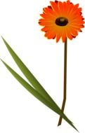 orange daisy on a white background