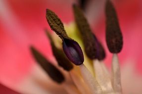dark color stamens macro