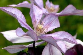 Clematis flowers in the garden