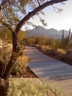 mcdowell mountain trail