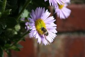 insect on a light purple flower close-up