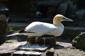 gannet in Amsterdam