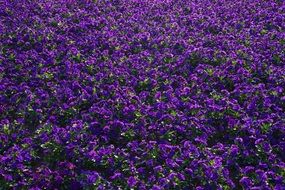 viola wittrockiana flower field