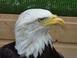 white headed bird of prey close-up