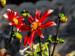 blooming buds of marguerite