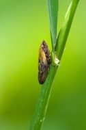 cicada on green plant at blurred background