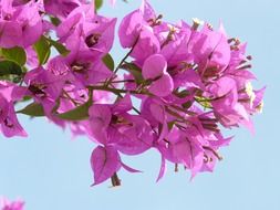pink bougainvillea on a clear sunny day