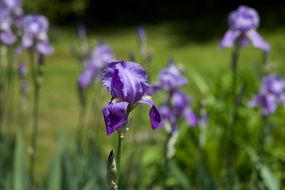 Violet iris flowers blossom