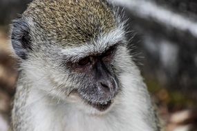close up photo of monkey head