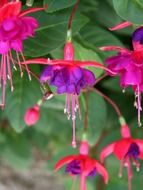 blooming purple fuchsia