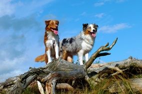 two australian shepherd dogs in nature
