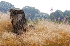 birch stump in golden grass view