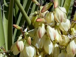 flowers of suculent plant