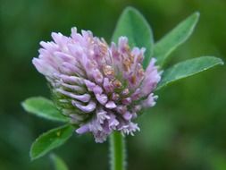 clover flower on green background