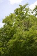 green bamboo leaves