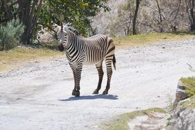 zebra on the trail