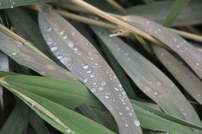 raindrops on thin leaves