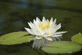 White lotus lily on pond