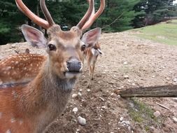 bewitching deer animal