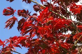 japanese maple with red leaves