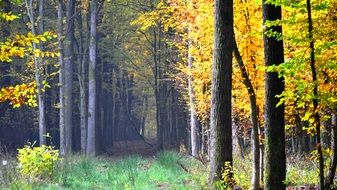 peaceful autumn forest