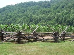 green corn field behind wooden fence