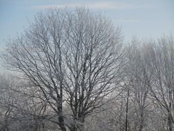 Wintry forest