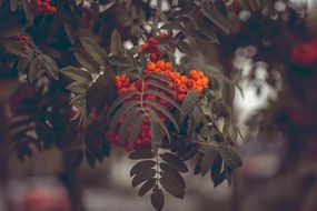 rowanberries on the tree in autumn