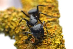 black beetle on a yellow plant close-up