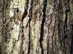 maple bark close up