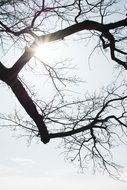 Sun light in bared branches