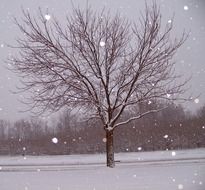 Clip art of snowy tree