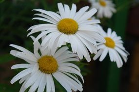 flower daisy close up