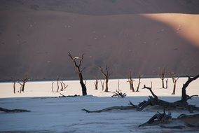 dry trees in the desert at etosha national park