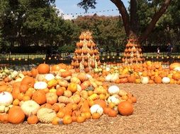 pumpkin market for thanksgiving