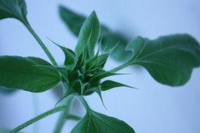 growing sunflower close-up on blurred background