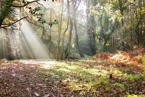 landscape of the sun's rays through the trees in the forest