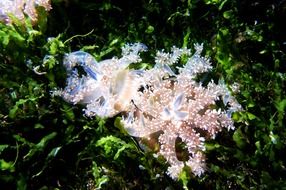 Meduse in the water