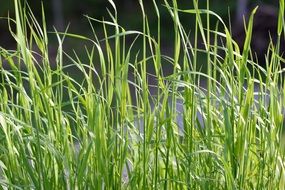 Beautiful green grass needles of different shapes
