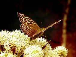 butterfly on white lush flowers